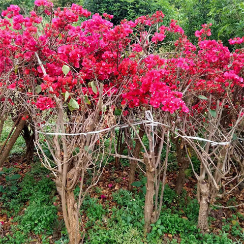 贵州红色三角梅苗木