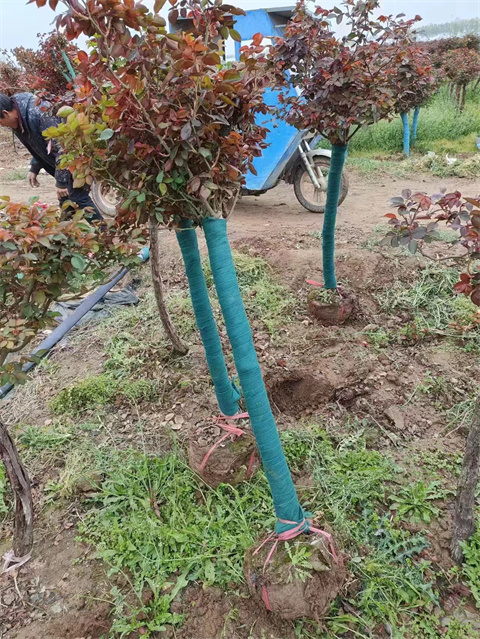新买的四川月季盆栽这样处理，快速适应家庭环境！