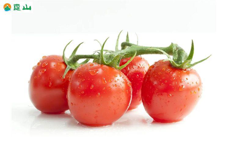 河南西红柿