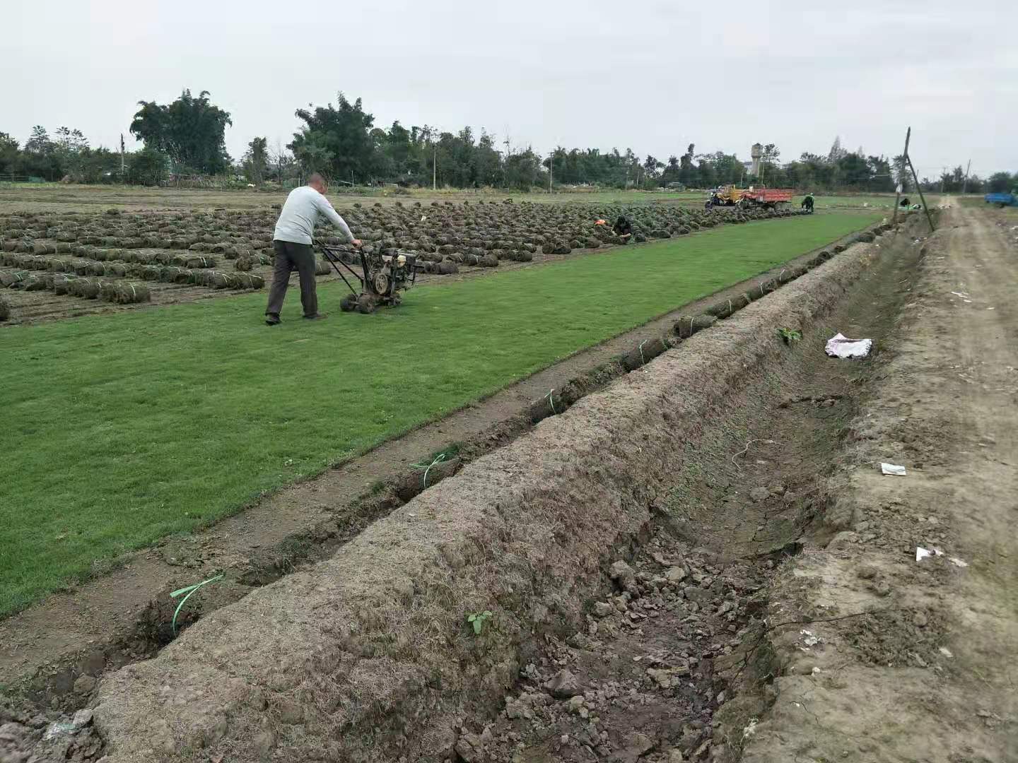 郫都区草坪基地多少钱一平方