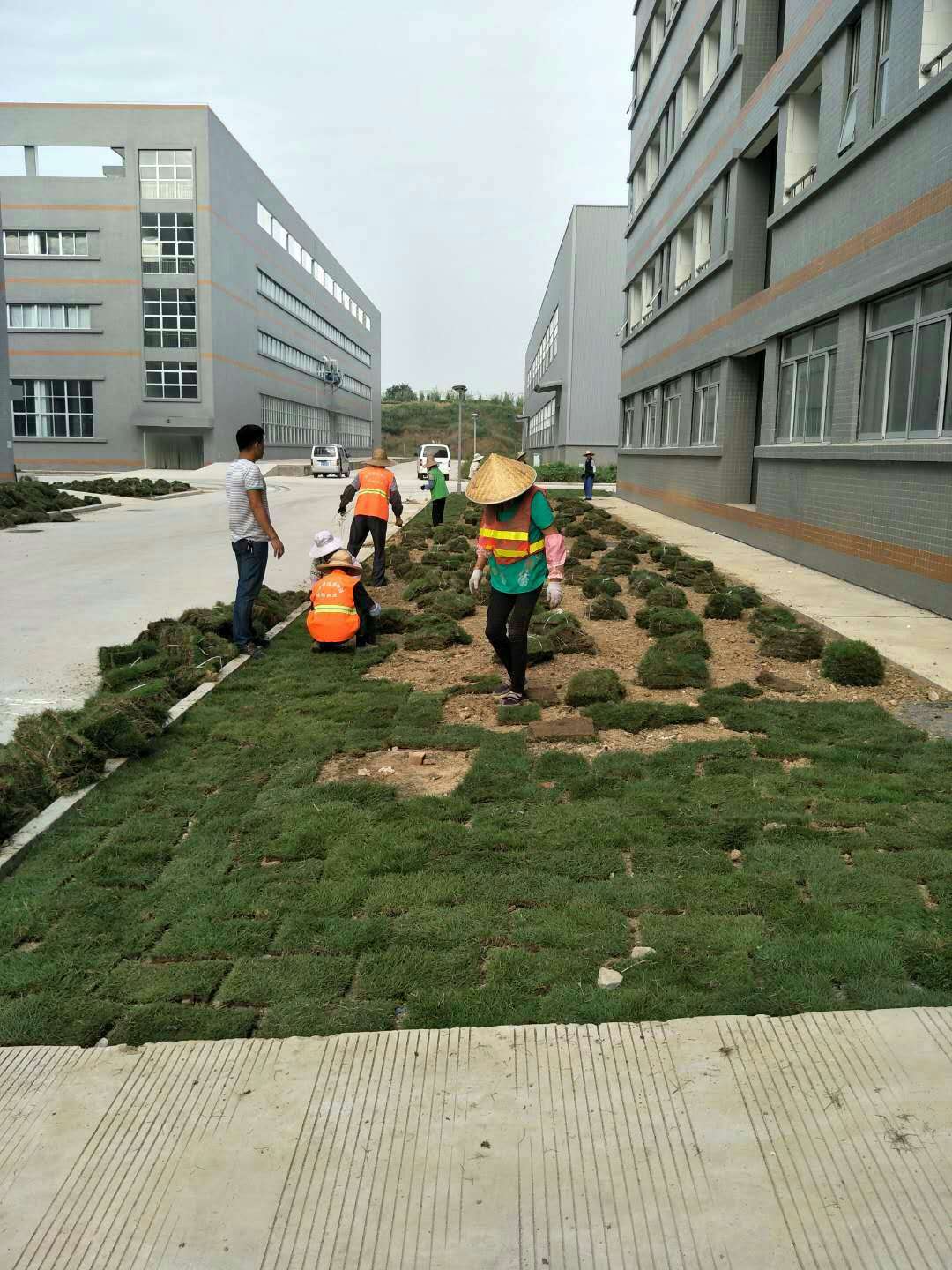 铺草坪人工费多少钱