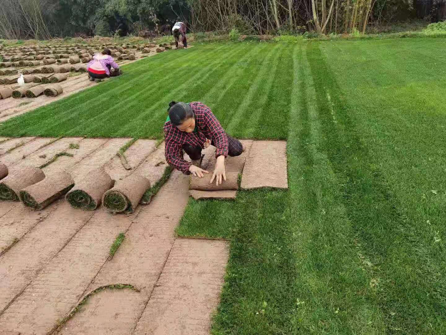 成都草坪多少钱一平？