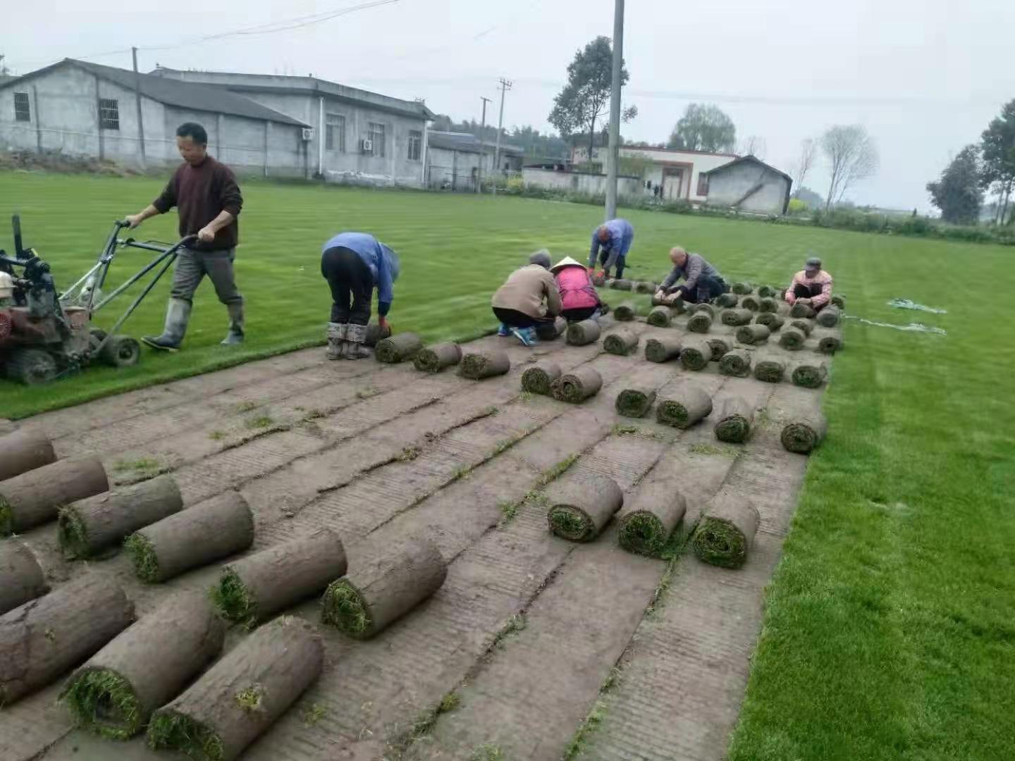 冷季型草坪每平米造价