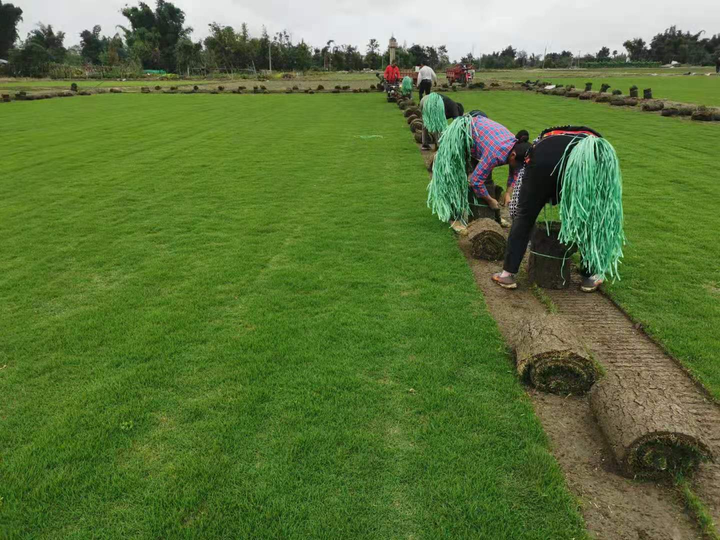 成都草坪批发基地发货