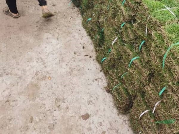 台湾二号草坪多少钱一平方