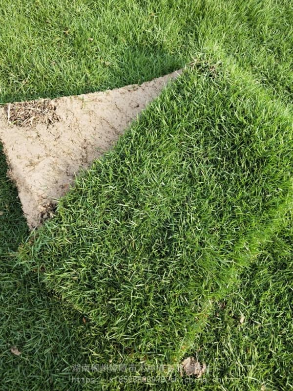 成都马尼拉草坪价格表