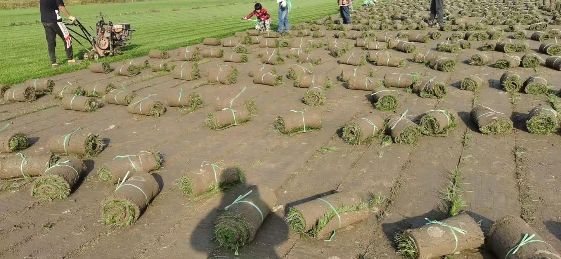 足球场人造草皮每平报价