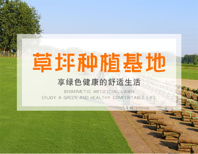 成都草坪基地