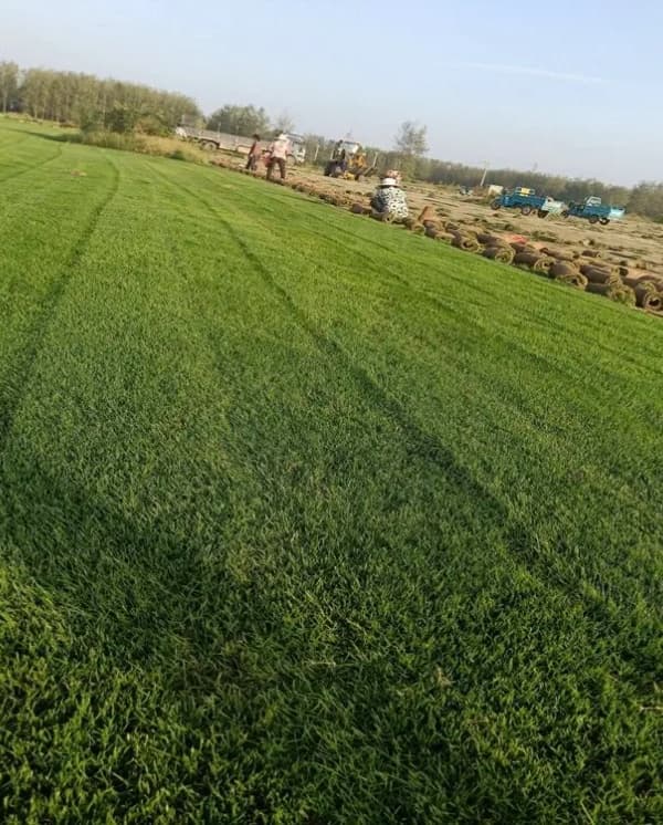 云南百慕大草坪冬天会黄吗