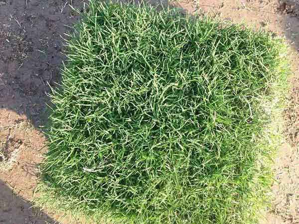 云南果岭草是冷地型还是暖地型