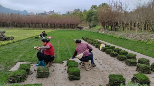 铺设马尼拉草坪一亩地需要多少钱？