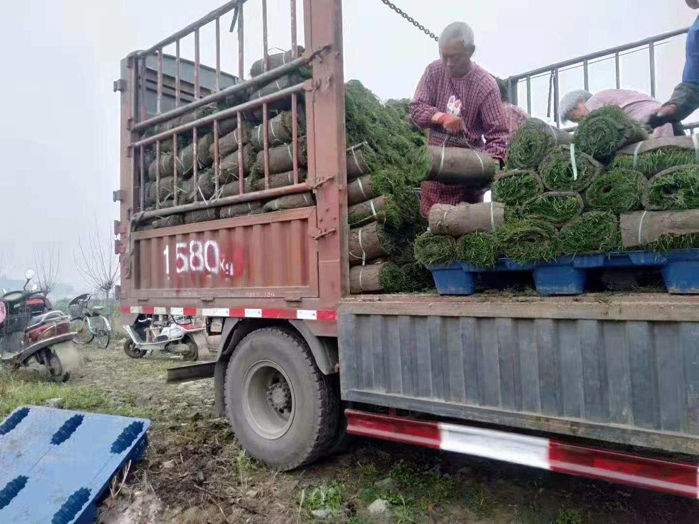 发往泸州的百慕大草坪