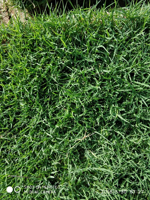 成都百慕大草坪批发