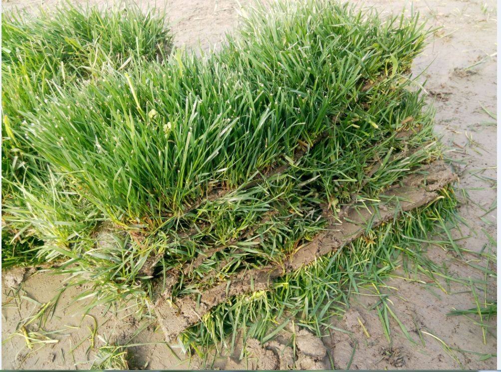 云南剪股颖草坪价格多少钱_图片大全