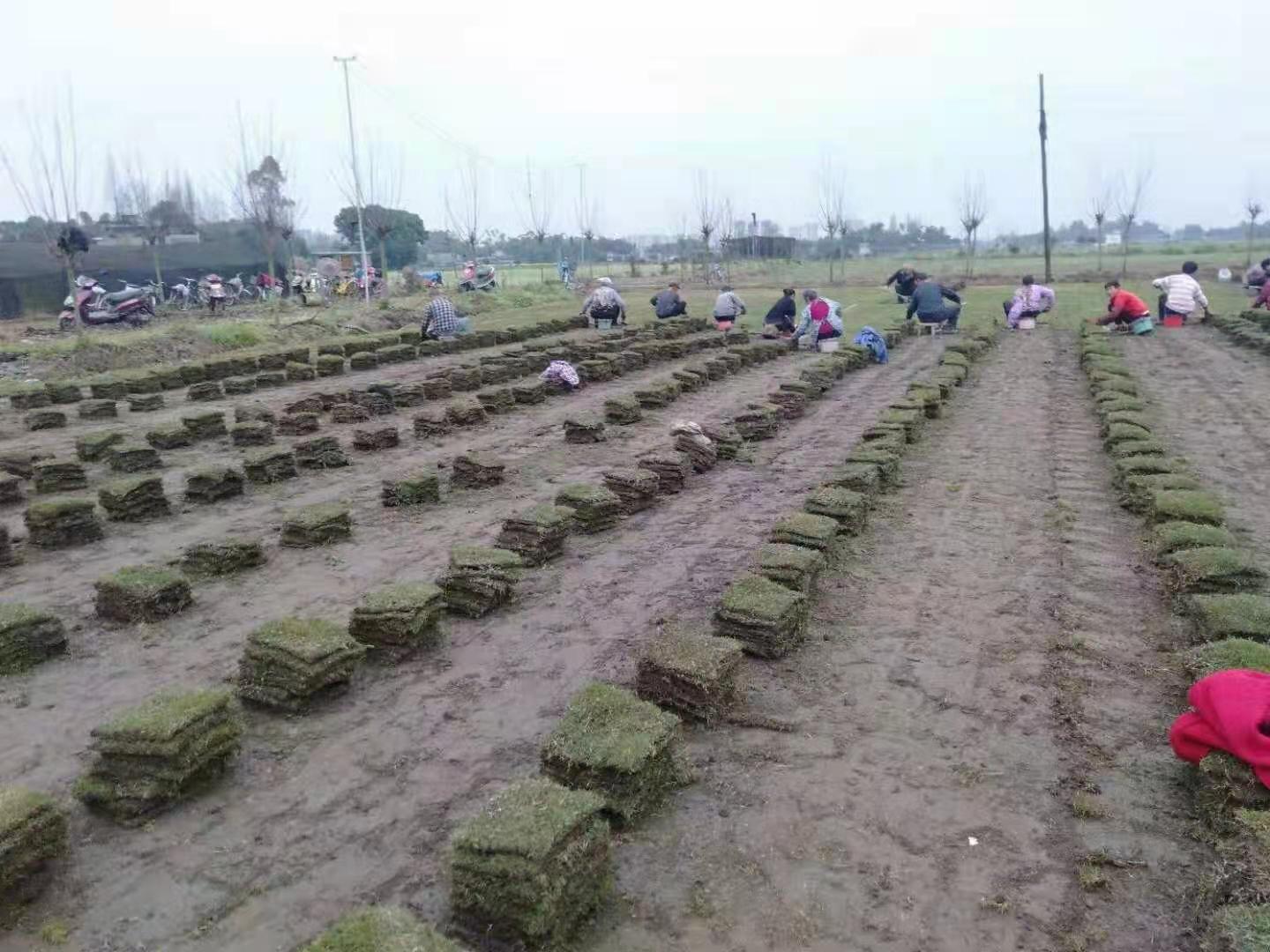 成都台湾二号草坪基地来联系电话