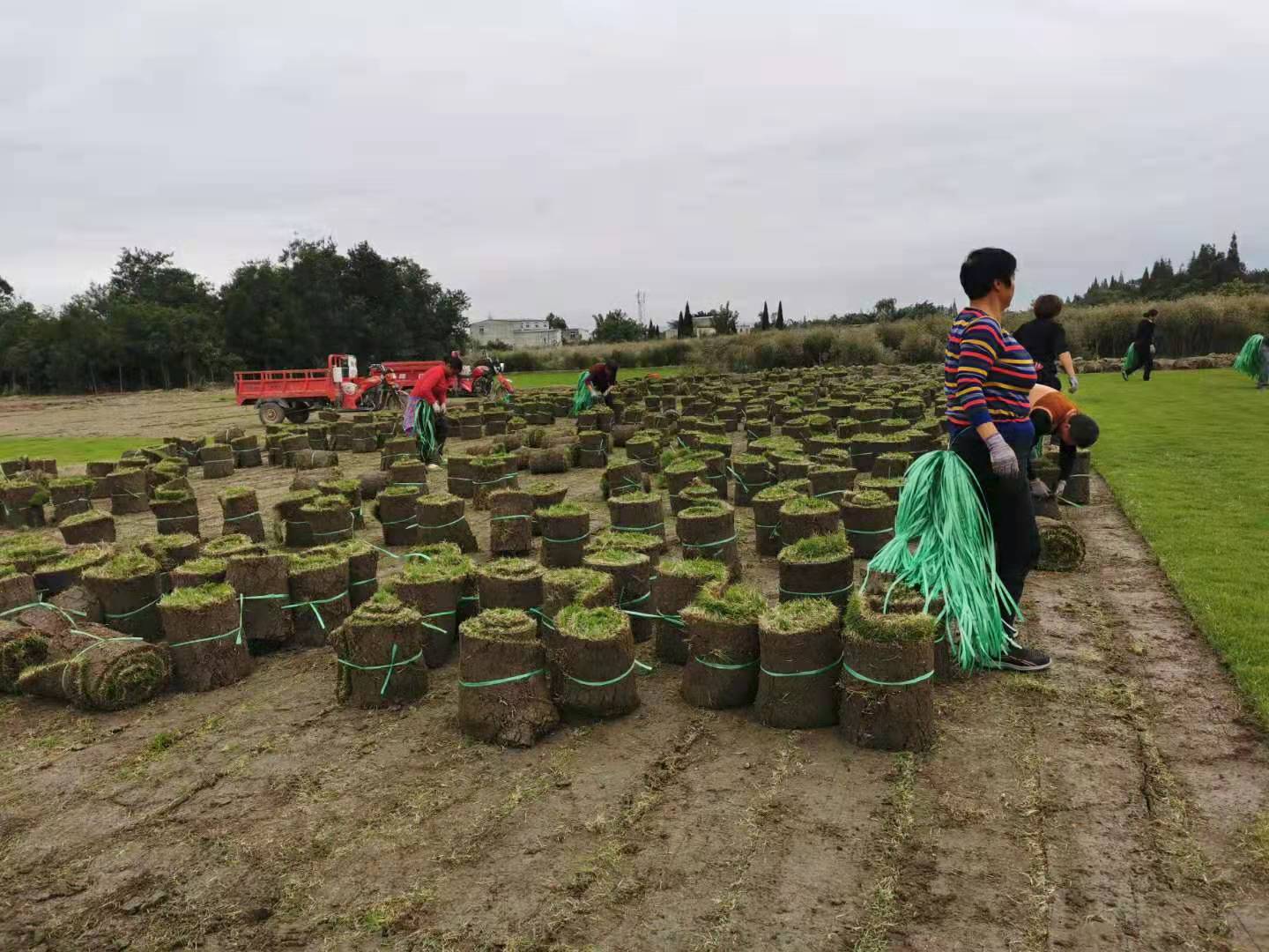 公园绿化草坪预算方案