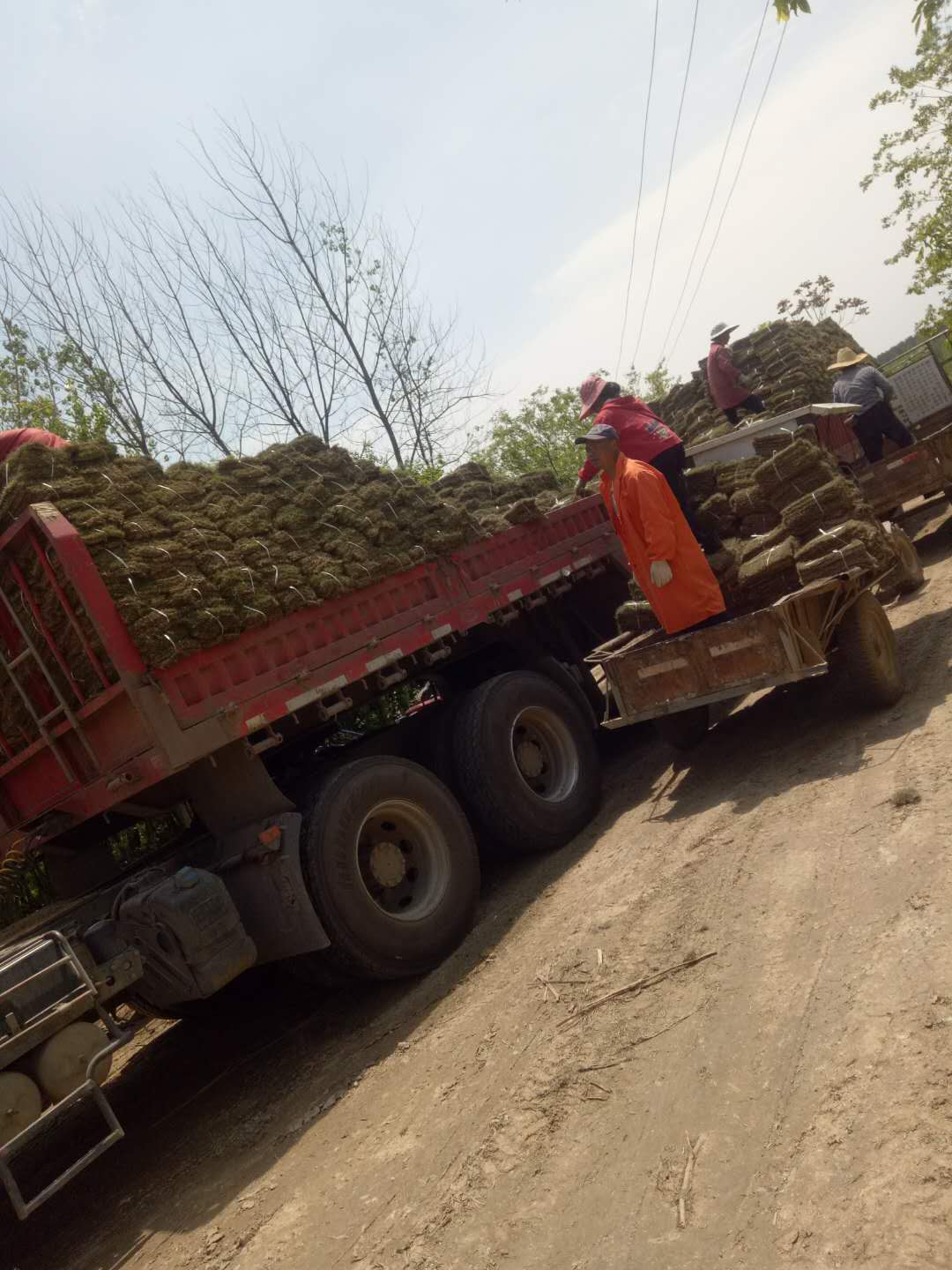 发往自贡的混播草坪