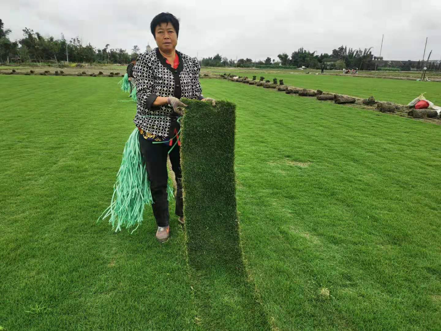 成都买草坪别去花卉市场！