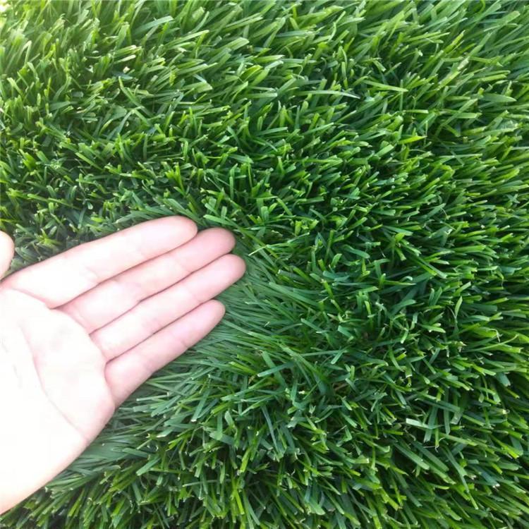 混播草坪多少钱一平方