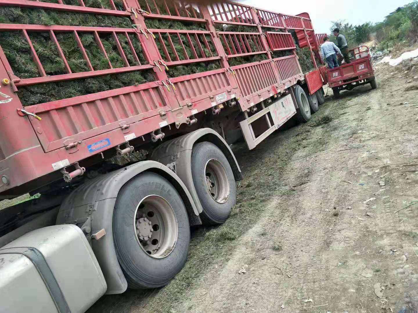 发往新津的台湾二号草坪