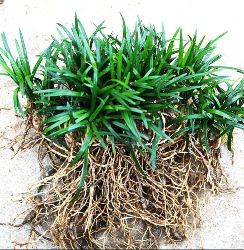 玉龙草多少钱一斤