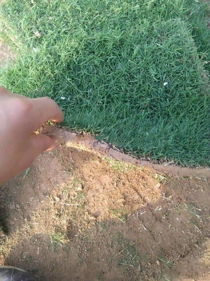 决定百慕大草坪价格的5大关键因素