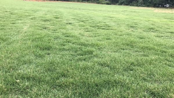 马尼拉草坪和百慕大草坪哪个好？综合对比与选择指南