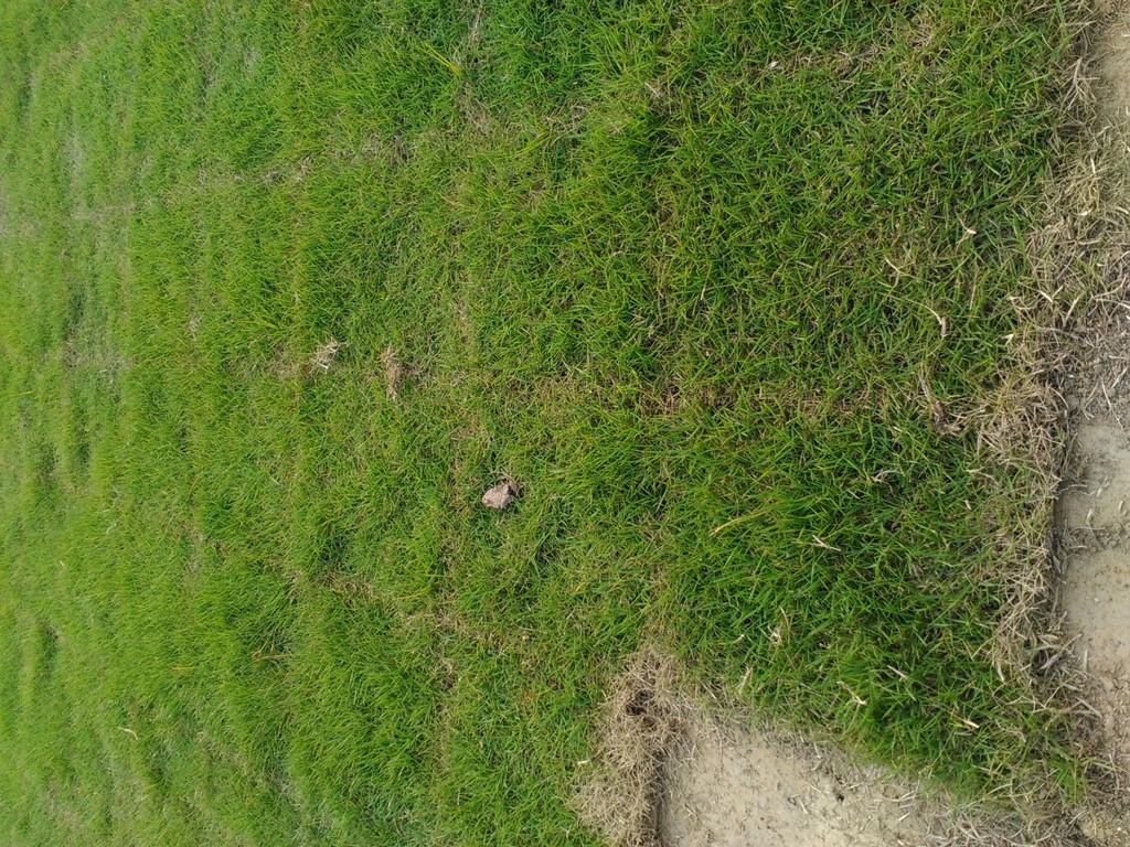 为什么百慕大草坪价格差异大？从8元到25元/平米的原因