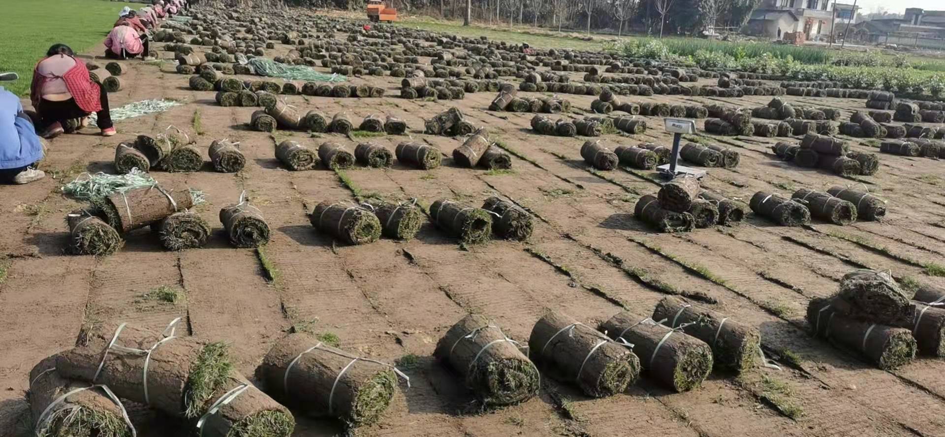 小区草坪改造费用明细