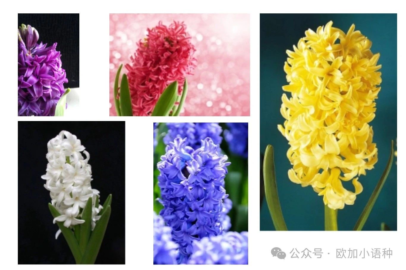 语言交流 | 中俄花语对比
