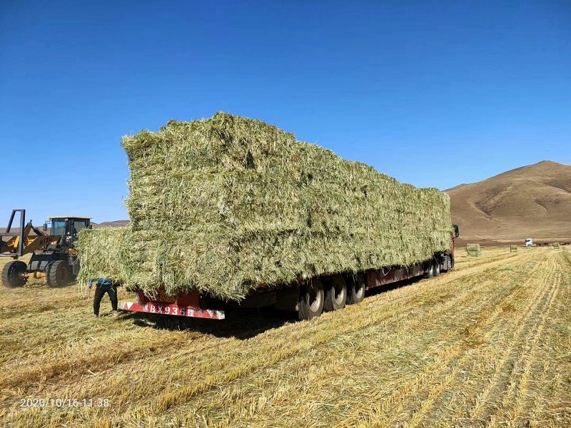 赤峰燕麦草一级
