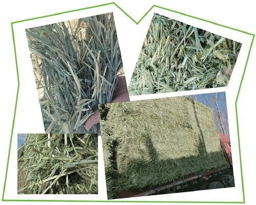 燕麦草营养价值