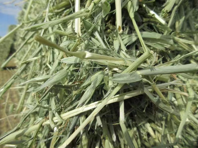 燕麦草经济级