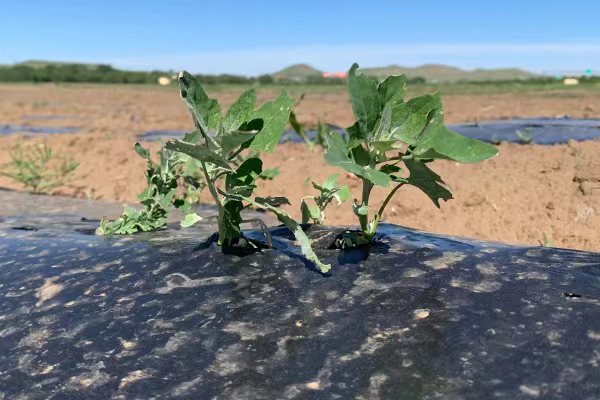 藜麥種植基地
