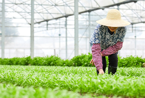 蔬菜基地管理