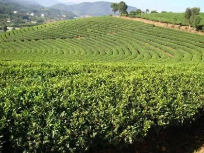 茶叶种植