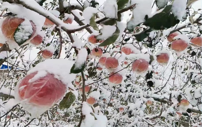 苹果种植基地雪中苹果