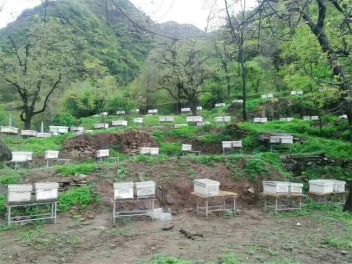 采蜜基地