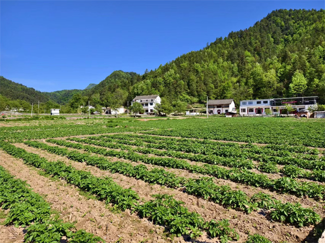 种植基地