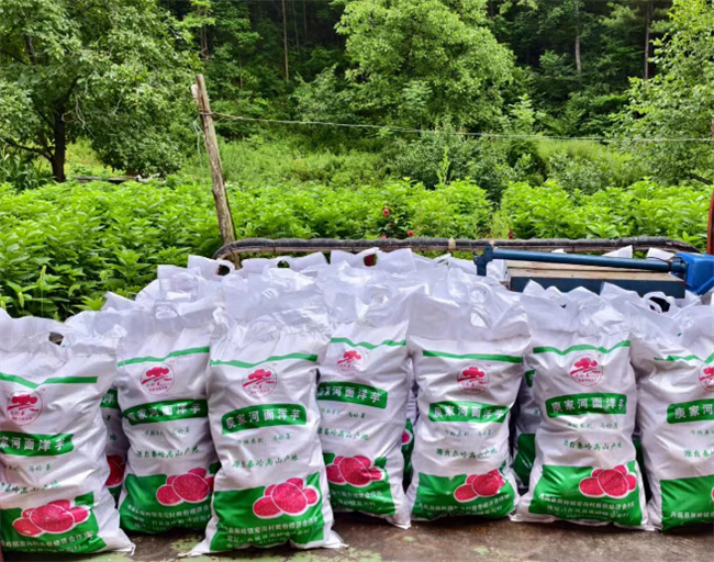 高山蔬菜种植基地实景展示