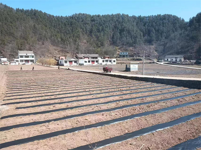 窑沟村地膜洋芋种植基地