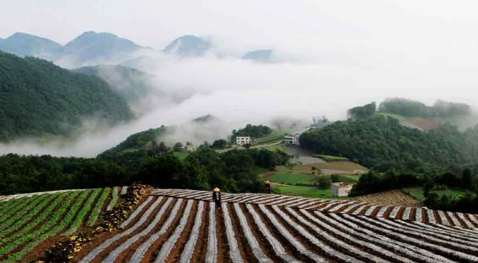 你知道制约蔬菜产业发展的三大要素你知道吗？
