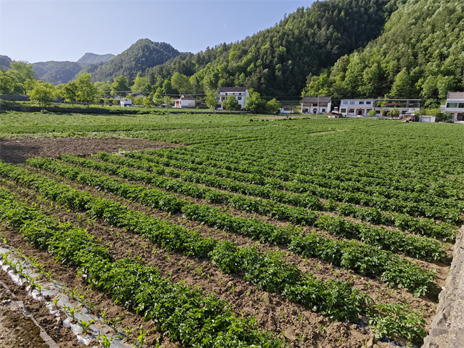 西安窑沟村高山蔬菜种植