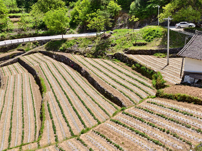 高山蔬菜基地