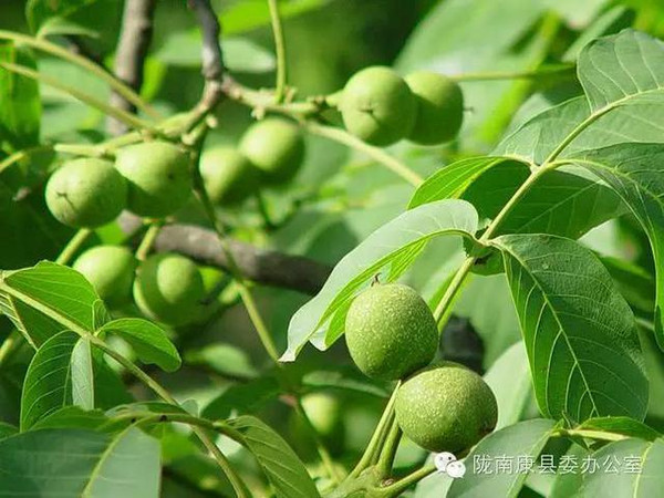 绿意盎然