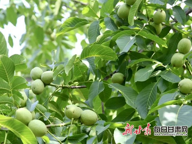 核桃成林