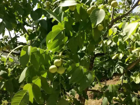 核桃满枝