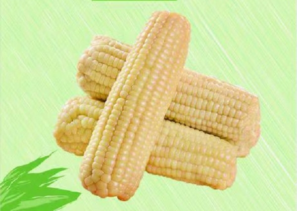 新疆有机糯玉米