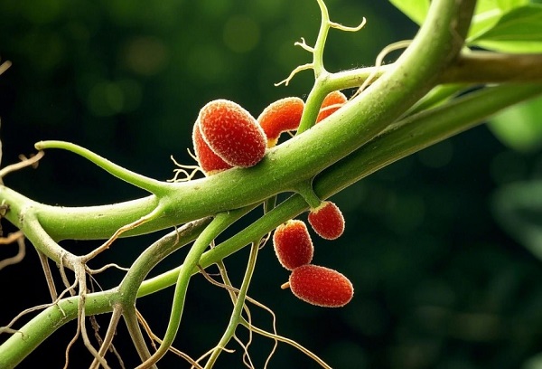 微生物代谢：开启植物养分吸收的 “绿色通道”