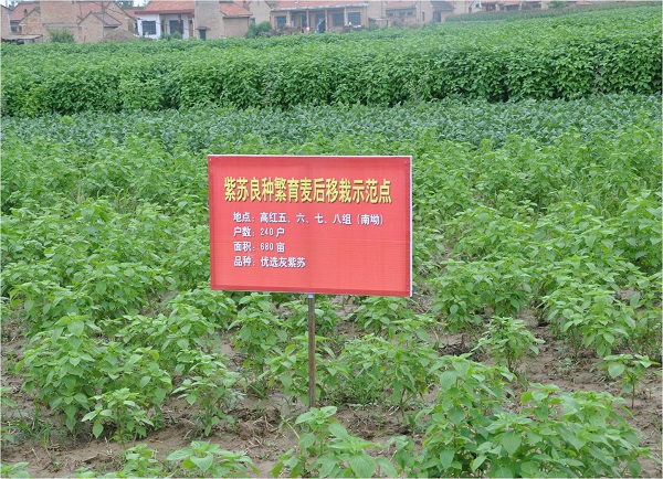 紫苏种植示范点